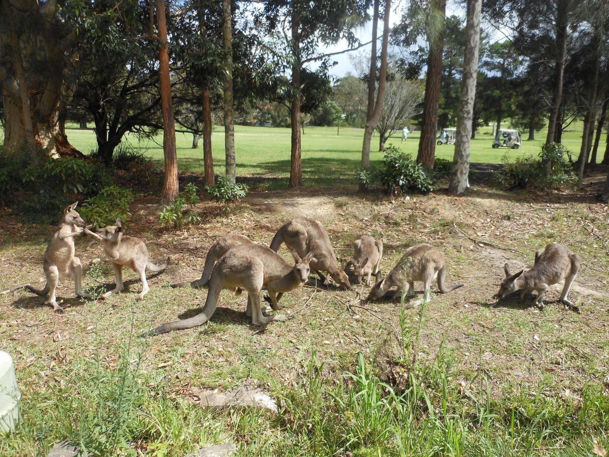 Golf View Motel Sanctuary Point Bagian luar foto